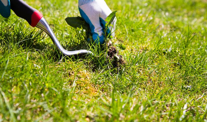 Lawn Maintenance
